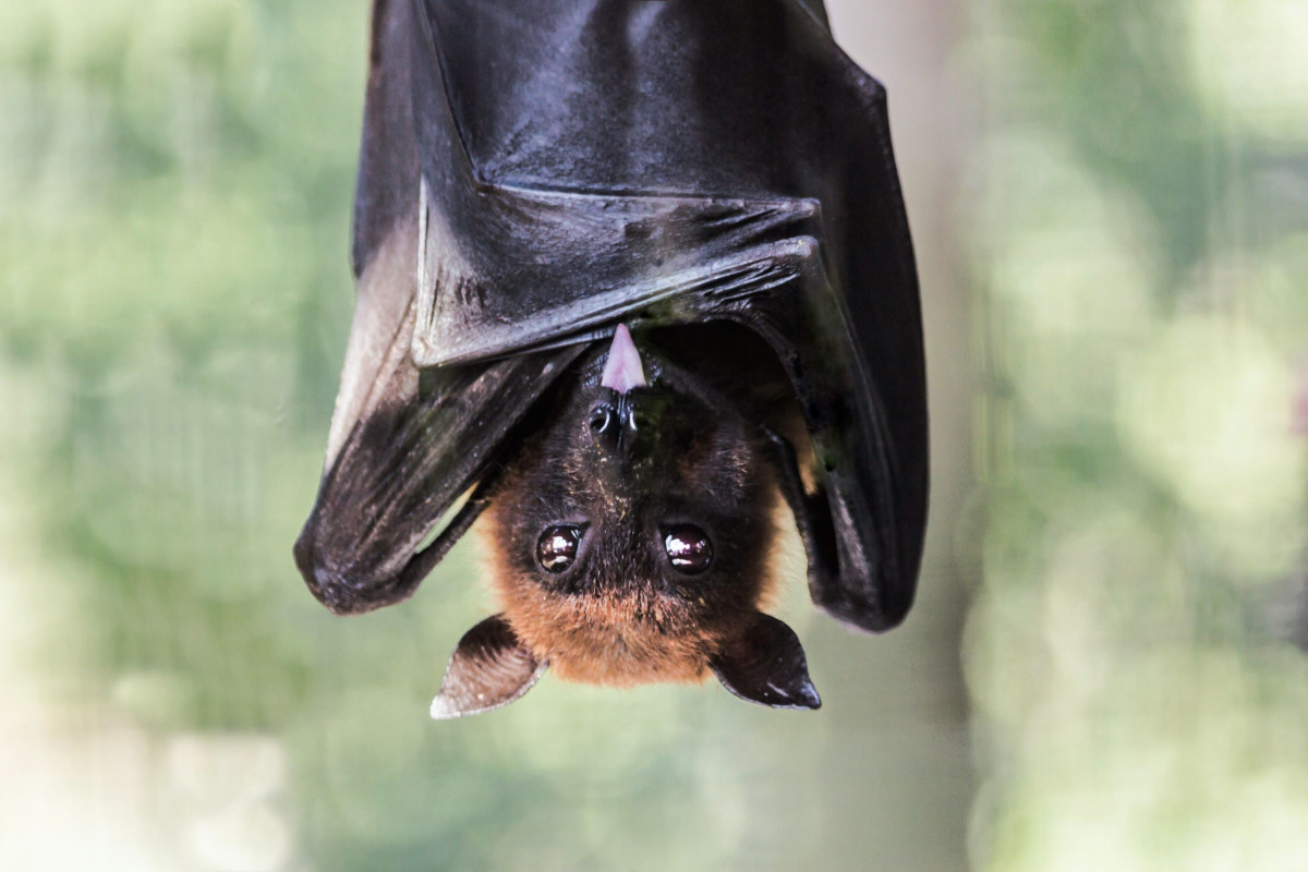 A Bat Hanging Upside Down, Sticking Its Tongue Out