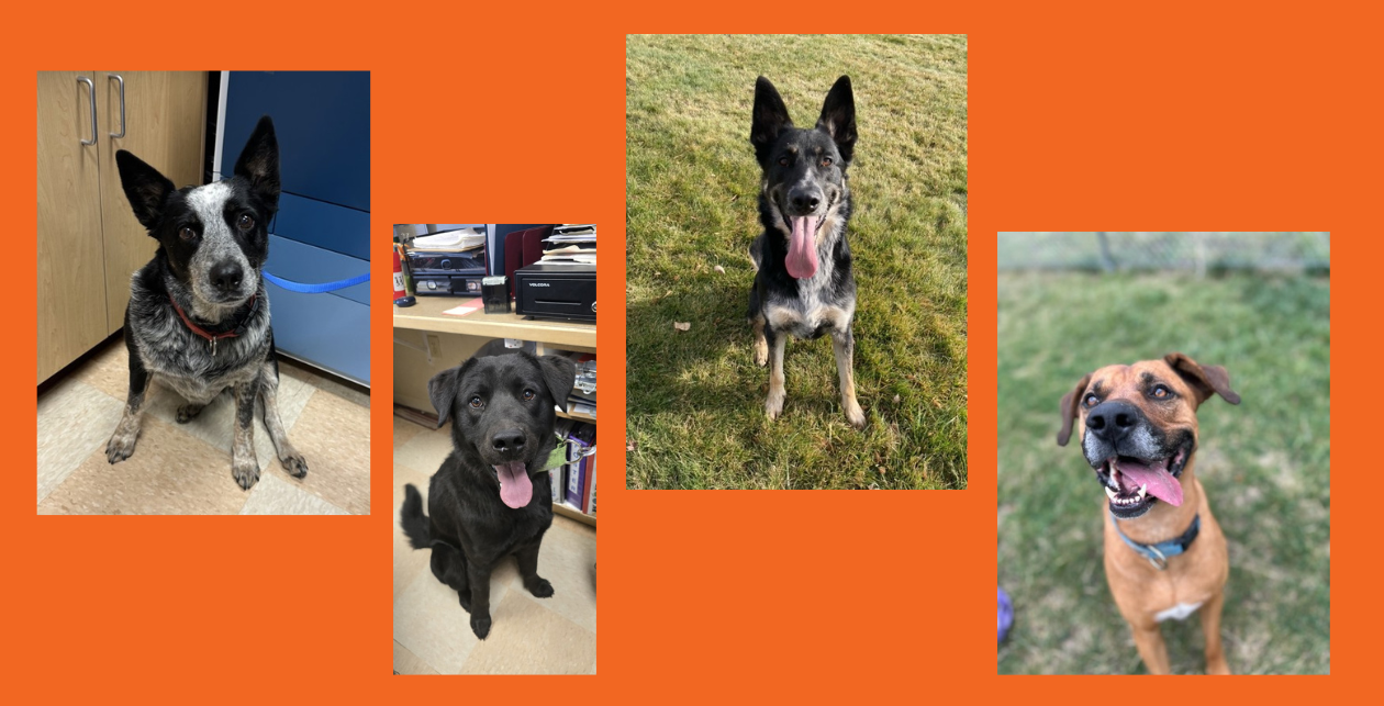 Adoptable Dogs