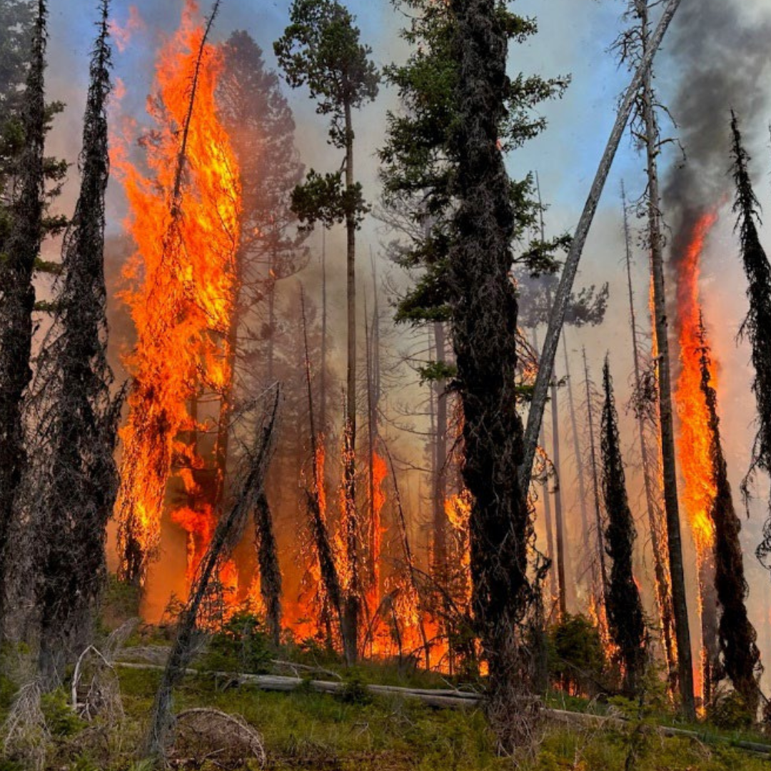 Residents Invited to Participate in Public Workshops for Community Wildfire Protection Plan Update