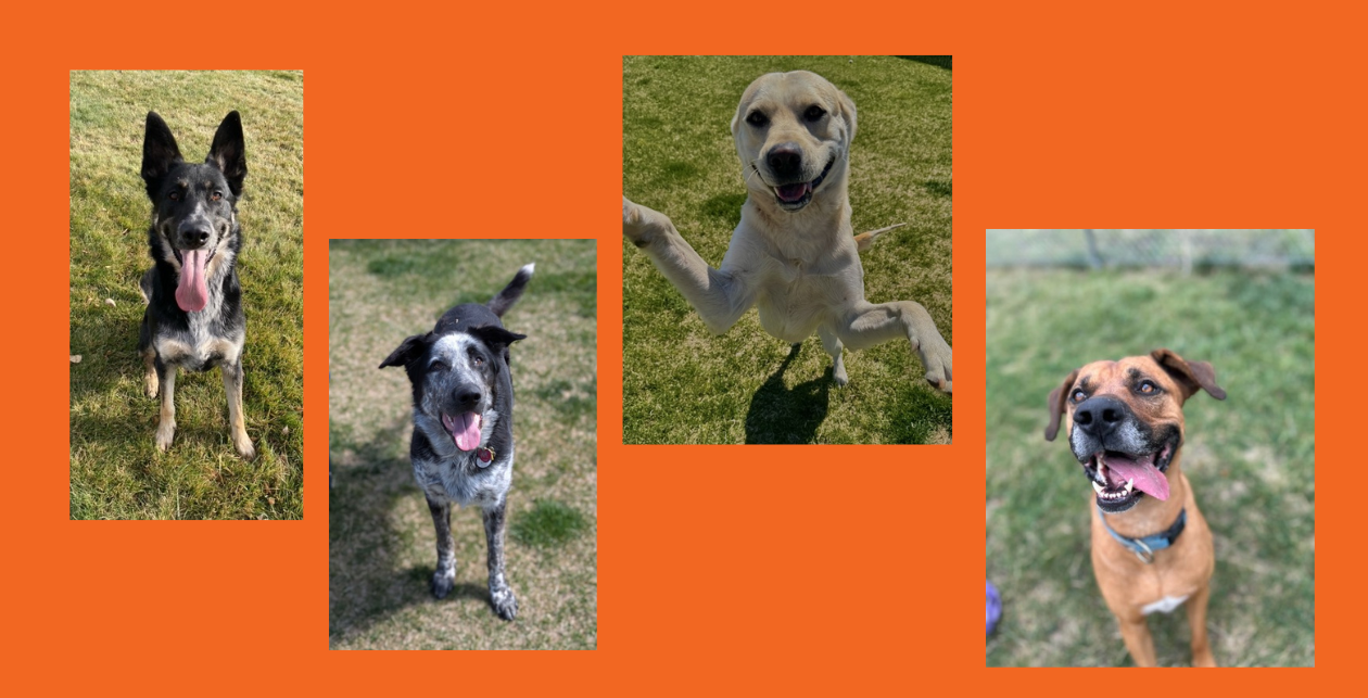 Adoptable dogs homepage slider with orange background
